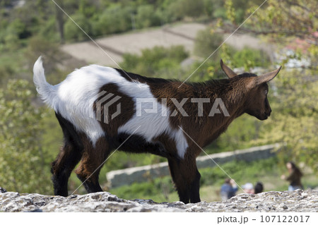 A baby goat on the stone. 107122017
