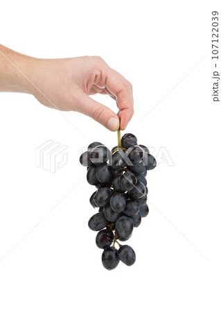 A hand holds a bunch of grapes. 107122039