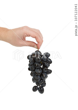 A hand holds a bunch of grapes. A hand holds a bunch of grapes. 107122041