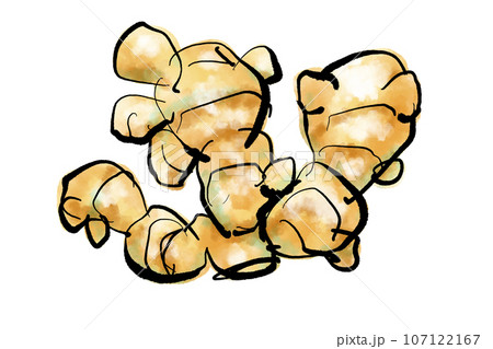 しょうがの手描きイラスト手描きイラスト（筆書き水彩墨絵風） 107122167