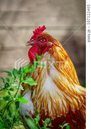 Beautiful red rooster on the farm. rooster portrait 107122405