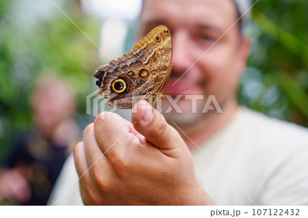 tropical butterfly with eyes on the wings caligo atreus. butterfly garden, butterfly farm 107122432