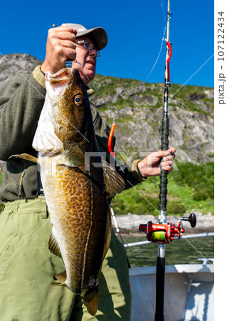 Fisherman holding a huge fish Cod. Norway Fishing tourism. Senior fisherman in ocean, fjord fishing. 107122434