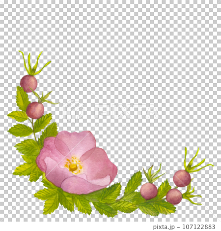 Branch Wild Rose with leaves, pink flower and red ripe berries. Hand draw watercolor illustration isolated on white background. For logo, card, print for packaging design, fabric Branch Wild Rose with leaves, pink flower and red ripe berries. Hand draw watercolor illustration isolated on white background. For logo, card, print for packaging design, fabric 107122883