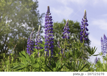 Close up purple lupines blossom. Beautiful sunny rural meadow. Copy space, quiet living landscape. Calmness and serenity, natural background. 107123270