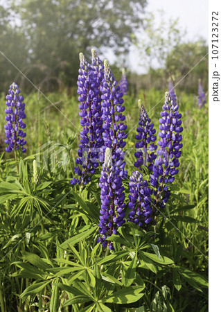 Close up purple lupines blossom. Beautiful sunny rural meadow. Copy space, quiet living landscape. Calmness and serenity, natural background. Close up purple lupines blossom. Beautiful sunny rural meadow. Copy space, quiet living landscape. Calmness and serenity, natural background. 107123272
