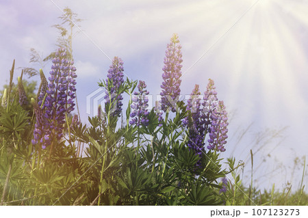 Close up purple lupines blossom. Beautiful sunny rural meadow. Copy space, quiet living landscape. Calmness and serenity, natural background, soft focus. 107123273
