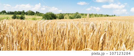 Rising ripe wheat field. Copy space. Beautiful natural summer rural landscape long background. Rising ripe wheat field. Copy space. Beautiful natural summer rural landscape long background. 107123284