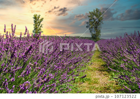 Beautiful lavender stalks in the countryside. Sunset in breathtaking purple fields. 107123522