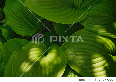 Close up light green hosta leaves. Shadows on plants. Textured background, copy space. Close up light green hosta leaves. Shadows on plants. Textured background, copy space. 107123555
