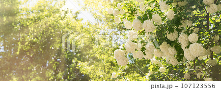 White fresh lilac flowers branch. Spring blossoms on tree. Light green easter background. White fresh lilac flowers branch. Spring blossoms on tree. Light green easter background. 107123556