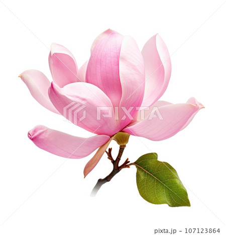 Pink magnolia flower isolated 107123864