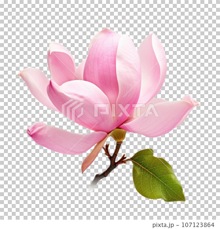 Pink magnolia flower isolated Pink magnolia flower isolated 107123864