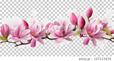 Pink magnolia flower isolated 107123874