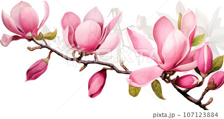 Pink magnolia flower isolated 107123884