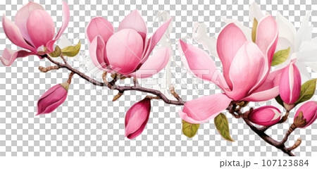 Pink magnolia flower isolated 107123884