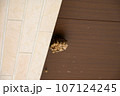 一軒家の軒先にできた小さめの蜂の巣 107124245