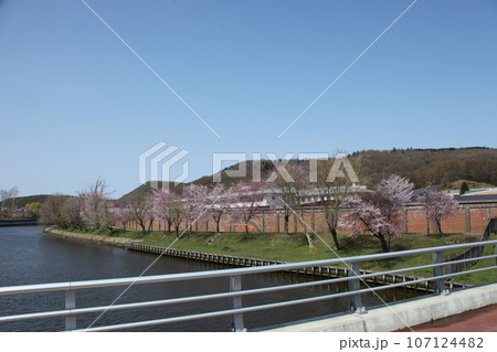 網走川河畔の桜風景 107124482