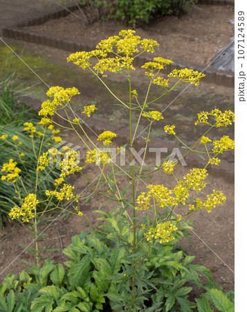 オミナエシ 107124589