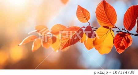 Autumn background with yellow and red leafs. Autumnal background, good for advertising or banners. 107124739