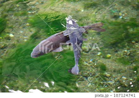 池の鯉（出流原弁天池） 107124741