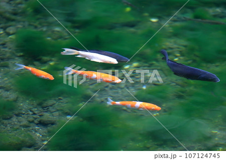 池の鯉（出流原弁天池） 107124745