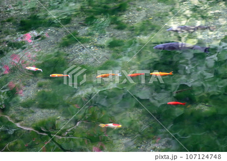 池の鯉（出流原弁天池） 107124748