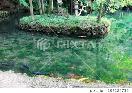 池の鯉（出流原弁天池） 107124756
