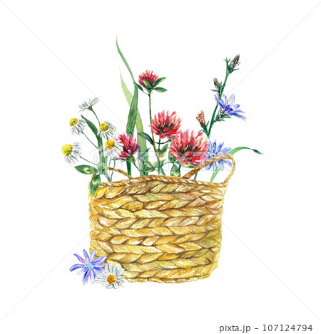 Basket with meadow flowers of chamomile, clover, chicory. Watercolor illustration isolated on a white background. Greeting cards, invitations, covers. Basket with meadow flowers of chamomile, clover, chicory. Watercolor illustration isolated on a white background. Greeting cards, invitations, covers. 107124794