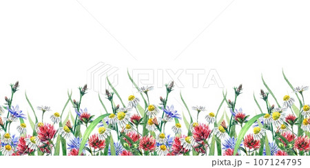 Seamless border of meadow flowers of chamomile, clover, chicory. Watercolor illustration isolated on white background. Greeting cards, invitations. 107124795