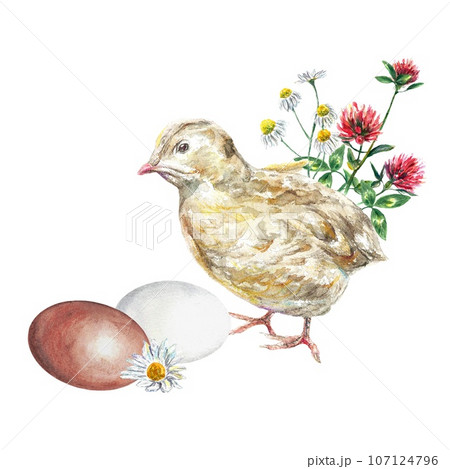 Chicken, eggs, meadow flowers. Watercolor illustration on Easter theme isolated on white background. Greeting cards, invitations, covers. Chicken, eggs, meadow flowers. Watercolor illustration on Easter theme isolated on white background. Greeting cards, invitations, covers. 107124796