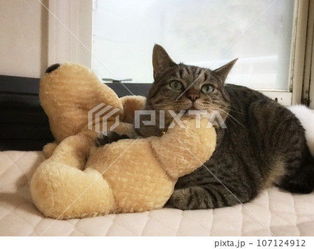 見つめる猫 見つめる猫 107124912