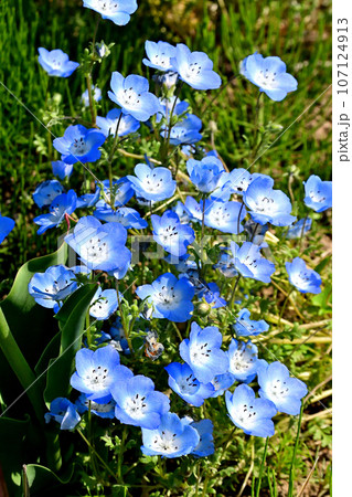 土手の家庭菜園でネモフィラの可愛い花が咲いていた 107124913