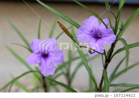 ヤナギバルイラソウ 107124922