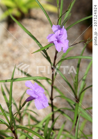 ヤナギバルイラソウ ヤナギバルイラソウ 107124924