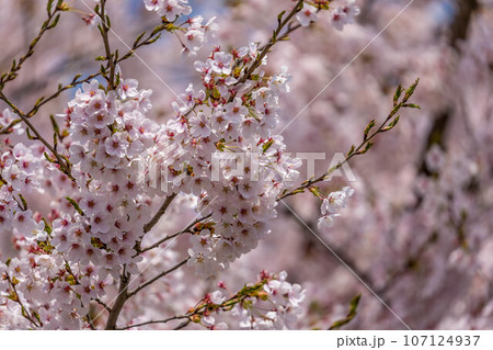 サクラ・カラー 107124937