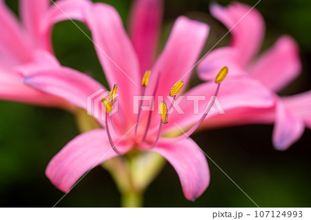 彼岸花の花粉 107124993