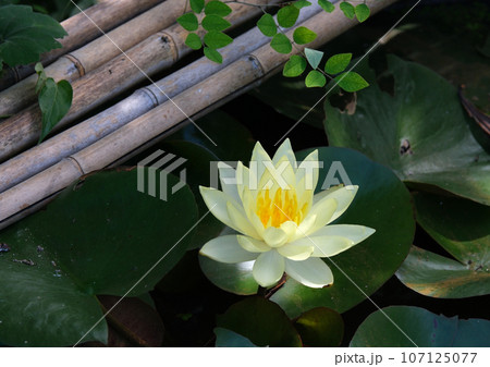 庭の池に咲いた黄色い睡蓮の花 庭の池に咲いた黄色い睡蓮の花 107125077