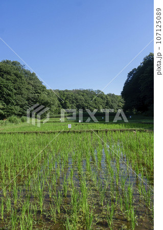 狭山丘陵内の岸たんぼ 田植え後の田んぼ 狭山丘陵内の岸たんぼ 田植え後の田んぼ 107125089