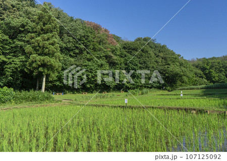 狭山丘陵内の岸たんぼ 田植え後の田んぼ 狭山丘陵内の岸たんぼ 田植え後の田んぼ 107125092