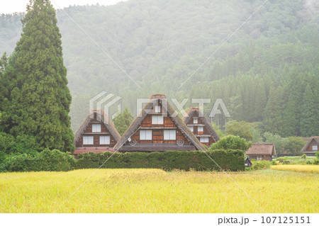 「岐阜県」秋の白川郷・実りの秋と合掌造り集落 「岐阜県」秋の白川郷・実りの秋と合掌造り集落 107125151