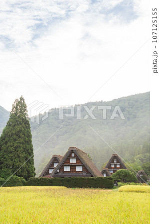 「岐阜県」秋の白川郷・実りの秋と合掌造り集落 107125155