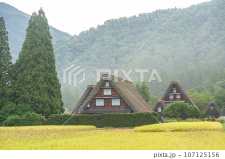 「岐阜県」秋の白川郷・実りの秋と合掌造り集落 「岐阜県」秋の白川郷・実りの秋と合掌造り集落 107125156