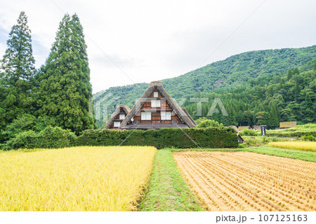 「岐阜県」秋の白川郷・実りの秋と合掌造り集落 107125163