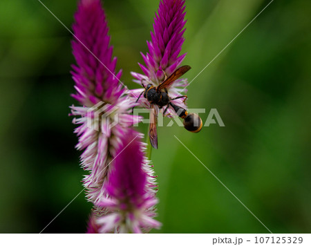 ノゲイトウ訪花昆虫　スズメバチ科スズバチ 107125329