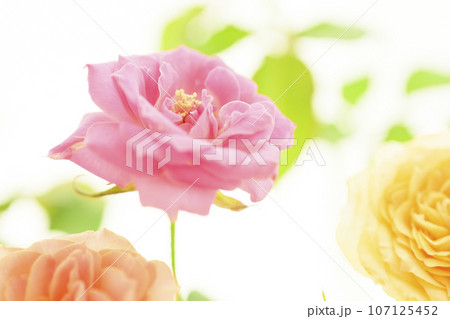 ピンクや黄色のかわいいカラフルなバラの花 107125452
