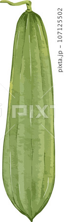 angled luffa watercolor illustration isolated element angled luffa watercolor illustration isolated element 107125502