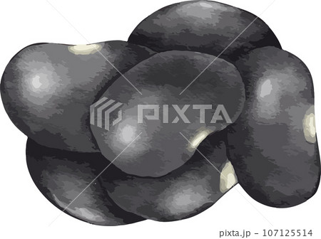 black bean watercolor illustration isolated element black bean watercolor illustration isolated element 107125514