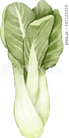 bok choy watercolor illustration isolated element 107125515
