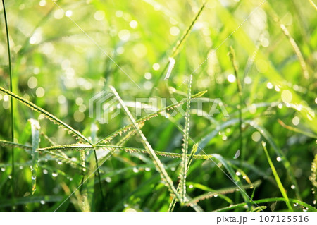 朝陽に照らされてきらきら光る草の朝露 朝陽に照らされてきらきら光る草の朝露 107125516